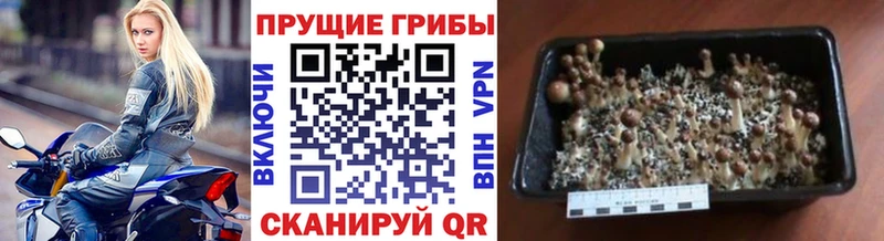 Псилоцибиновые грибы Psilocybe Вышний Волочёк
